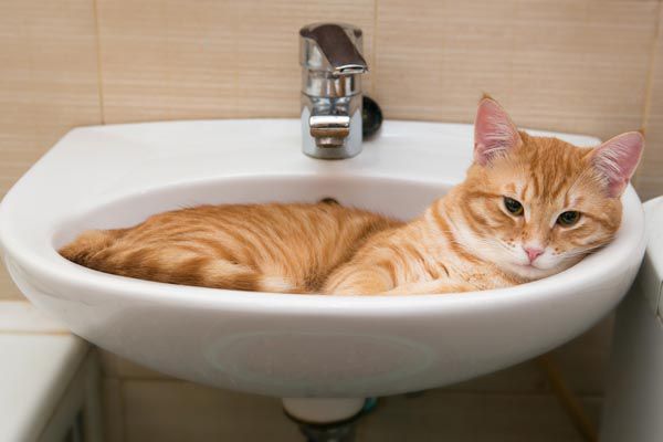 O que você deve saber sobre banho em cães e gatos