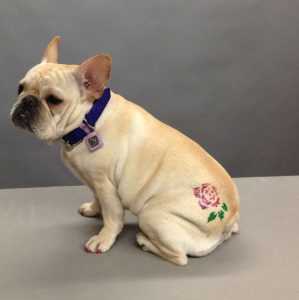 Câmara dos Deputados aprova proibição de tatuagem e piercing em cães e gatos