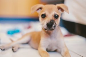 Fotógrafa cria perfil para cadela no Instagram e motiva adoção