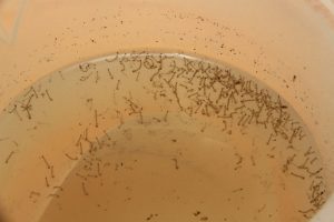 Paraíba tem ações intensivas de combate ao Aedes aegypti nesta semana