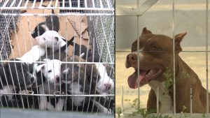 Vítimas de maus tratos, cadela faminta e 12 filhotes são resgatados em Campina Grande