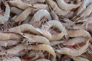 Preço do quilo do camarão apresenta variação de R$ 48 em João Pessoa