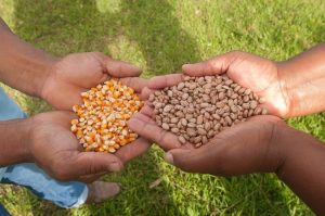 Agricultores de CG recebem 10 toneladas de sementes