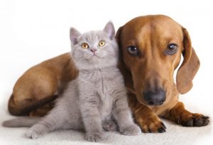 Agendamento para esterilização de cães ou gatos em João Pessoa começa nesta sexta