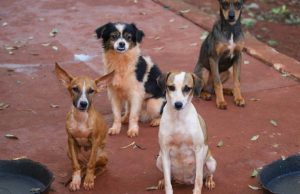 Feira de adoção oferece mais de 1000 animais e realiza vacinação antirrábica