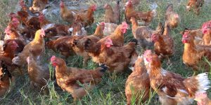 Gripe aviária: Brasil decreta estado de emergência zoosanitária
