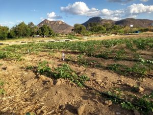 Projeto da UEPB busca potencializar horticultura no semiárido paraibano