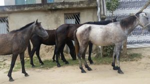 Promotor recomenda prender donos de animais soltos nas ruas de Ibiara