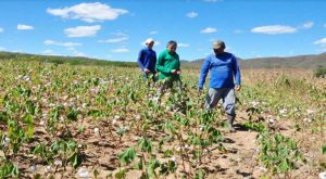 Agricultores familiares do Sertão preparam terreno para o plantio de algodão orgânico