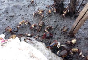 Captura do caranguejo-uçá vai ser proibida na Paraíba em três períodos de 2020