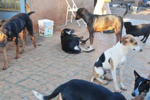 MP apura denúncias de abandono de animais em São José do Sabugi