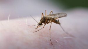 Paraíba tem terceiro caso de malária confirmado em 2019