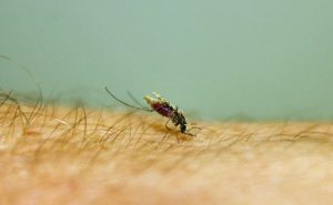 Saúde confirma sexto caso de malária na Paraíba em 2019