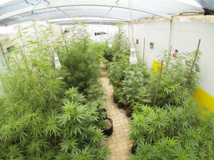 Covid-19: Associação da PB é autorizada a testar cannabis em profissionais de saúde