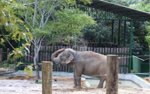 Imbróglio sobre elefanta Lady deve ser resolvido no dia 18 de outubro pela Justiça