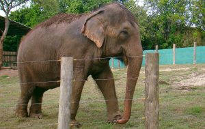Lady será transferida para Santuário de Elefantes no Mato Grosso