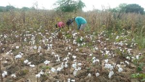 Projeto de algodão agroecológico em Remígio é finalista de prêmio da Fundação BB