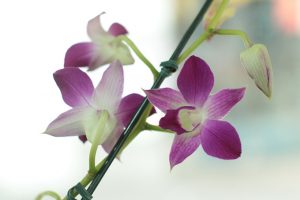 Feira de Holambra chega a JP com mais de 200 espécies de plantas e flores
