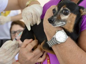 Solicitações para castração de cães e gatos devem ser feitas presencialmente no Centro de Controle de Zoonoses, em João Pessoa