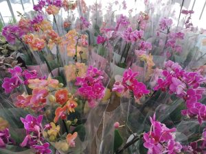 Feira de Flores de Holambra acontece em João Pessoa com mais de 200 espécies de plantas