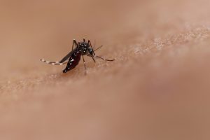 Paraíba registra primeira morte por dengue em 2023