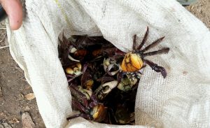 Ibama apreende mais de 6 mil caranguejos no período do defeso na Paraíba