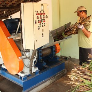 Produtores investem em cachaça orgânica na Paraíba