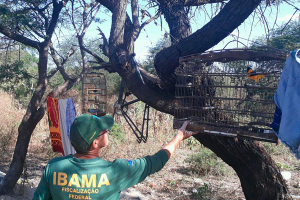 Operação do Ibama apreende quase 600 animais em sete cidades da PB