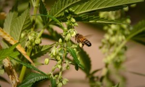 Unidades da Abrace em JP e CG vão usar abelhas na polinização de cannabis