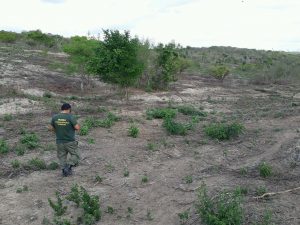 Ibama identifica desmatamento de quase 290 hectares na caatinga paraibana