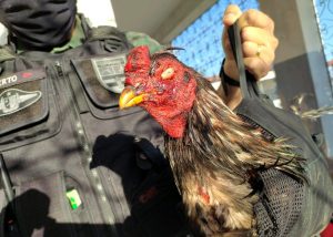 Polícia desarticula rinha de galo e resgata mais de 60 animais de maus-tratos na Paraíba