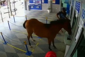 Cavalo invade lotérica e assusta funcionários e clientes em Cuité