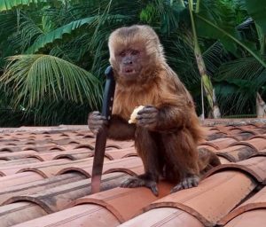 Macaco pega faca e faz bagunça na casa de uma família do Sertão da Paraíba