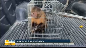 Macaco que revirou casa no Sertão da Paraíba é resgatado pela Polícia Ambiental