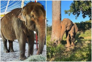 Elefanta Lady tem vida de cuidados, autonomia e descanso após vida difícil