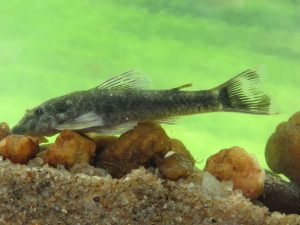 Nova espécie de peixe recebe nome em homenagem a Jackson do Pandeiro