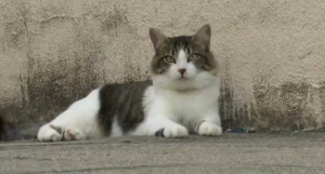Mais de 20 gatos entram na Justiça contra condomínio que tenta impedir animais no local