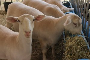 ‘Expoprata’ 2022 reúne shows e exposição de caprinos e ovinos; confira programação