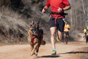 Esportes com cães: Canicross