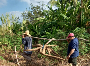 Agricultor colhe macaxeira com 32 kg em sítio no Sertão