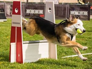 Flyball, o esporte que une dois amores caninos: correr e pegar bolinha!