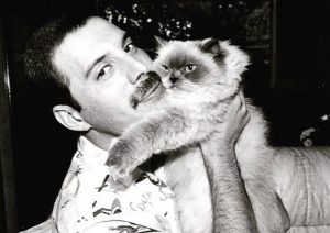 Os filhos felinos de Freddie Mercury