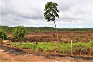 MPF pede que União e Funai revisem área excluída do território Potiguara na Paraíba