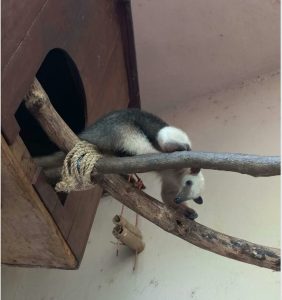 Zoológico da Bica recebe quatro tamanduás-mirins, em João Pessoa