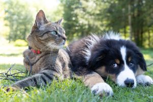 CCJ aprova condições para guarda de animais domésticos em casos de separação; entenda