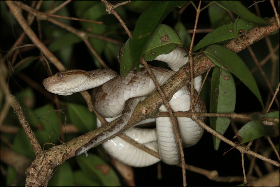 Jararaca é venenosa? Conheça espécie de cobra mais comum no Brasil