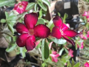 Feira conta com opções de rosas do deserto e orquídeas para quem deseja presentear, em João Pessoa