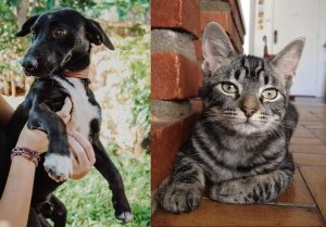 Tipos de cachorros e gatos sem raça definida viralizam em rede social