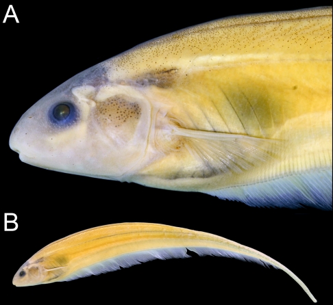 Cientista da UFPB participa da descoberta de três novas espécies de peixe