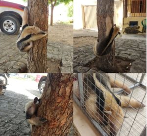 Moradores salvam tamanduá de ataque de cães, em Cajazeiras